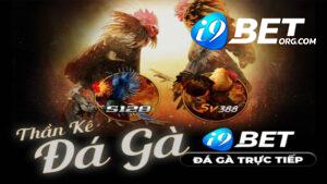 Chơi gà chọi tại đá gà i9bet