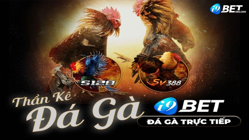 Chơi gà chọi tại đá gà i9bet